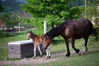 Roční klisnička welsh pony of cob type. - 8