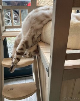 Bengálská kočka,bengálské kotě - 8