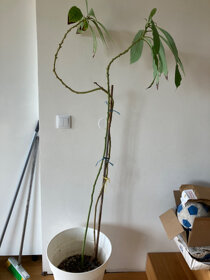 Avokado - 8