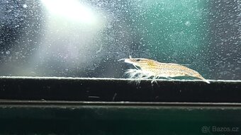 Krevetky Atyopsis Moluccensis (Bamboo Shrimp, Molucka) - 8