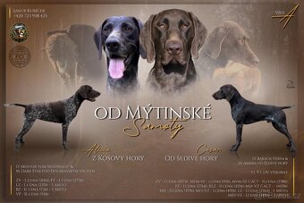 Štěňata - NKO německý krátkosrstý ohař lovecký pes fena - 8