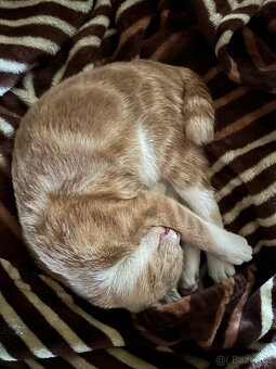 Daruji Kočičky - 8