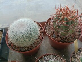 Kaktusy sukulenty - 8