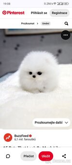 Pomeranian - 8