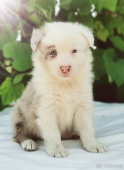 Border kolie , Collie , kolia - 8