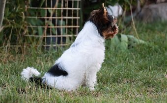 Biewer - jorkšírský - teriér - fenky - 8