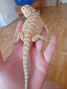 Prodám terárium+agamy vousate - 8