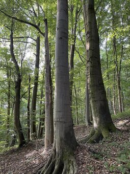 Prodám pozemky v k.ú. Útěchov u Moravské Třebové - 8