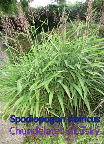 Prodám okrasné traviny - 8