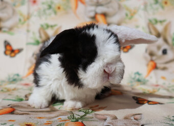 Zakrslí rex beránci . - 8