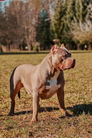 American bully - 8