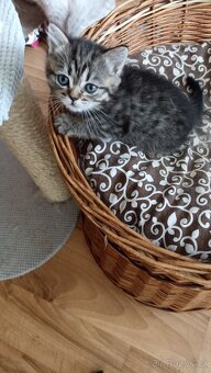 Britská koťátka whiskas s PP - 8
