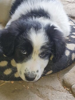 stene krizenec mix borderkolie,samojed,ohar - 8