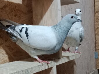 Poštovní holub standart - 8