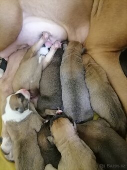 Americký stafordšírský teriér - 8