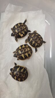 Suchozemské želvy - vlastní odchovy - 8