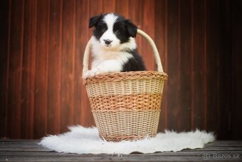 Border kolie štěňata s PP - 8