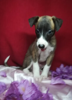 Whippet bez PP po obou rodičích s PP ( FCI) - 8