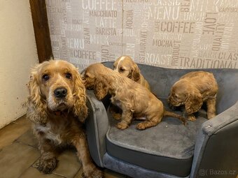 Anglický kokršpaněl - 8