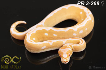 Python regius - Krajta královská - 8