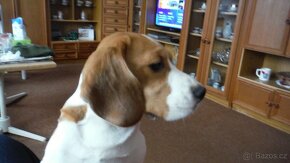 Beagle štěně fenku - 8