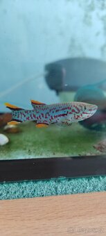 Fundulopanchax Gardneri - 8