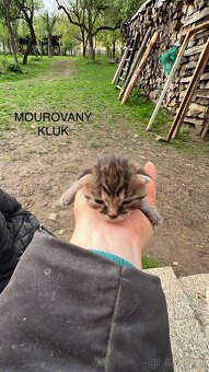 Darujeme koťátka - 8