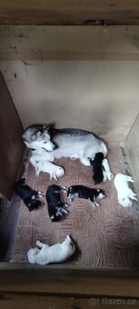 Štěně husky x labrador - 8