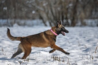 Belgický ovčák - Malinois - 8