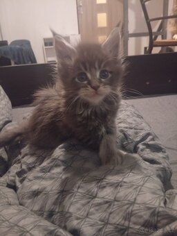 Mainská mývalí koťáta - 8