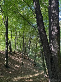 Prodej lesního pozemku v k.ú. Bartovice (2) - 8