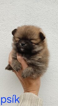 Pomeranian mini - 8