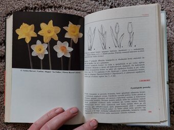 Skleníkové kvetiny na rezanie - Rudolf Votruba - 8