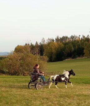 Valach AMHR/ASPC- minihorse - 8