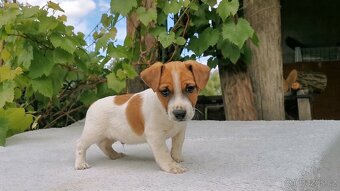 Jack Russel Terier - 8