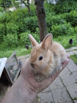 Zakrslí králíčci - 8