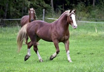 Připouštění Welsh cob - D - 8