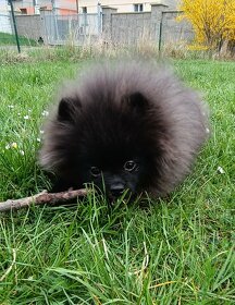 Štěňata Pomeranian - 5 měsíců - 8