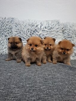Pomeranian - 8