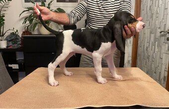 Prodáme štěňata vhodná pro lovecké účely - 8