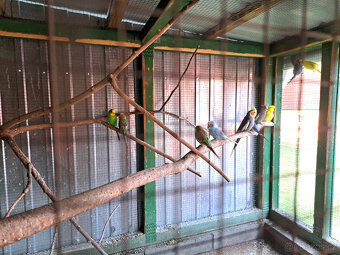 Rosela, Korela, Andulky - 8