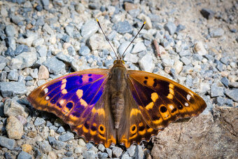 CANON EF 100mm f/2.8 USM makro - 8