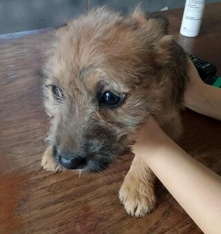 Štěňátka prodej - 8