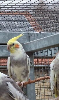 Korely chocholaté - 8