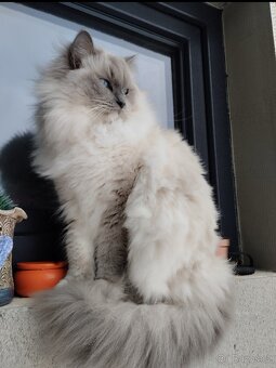 Ragdoll kočičky bez PP - 8