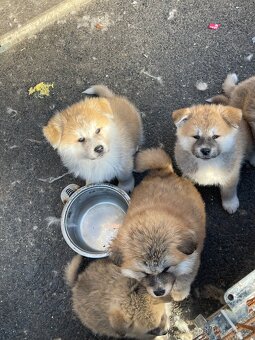 Akita inu Štěnata prodám - 8