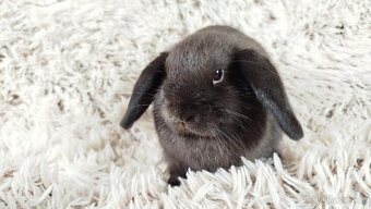 Zakrslý beránek, králík, králíček - CRISTIAN - 8