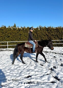 Kobyla 5 let na prodej - 8