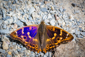 CANON EF 100mm f/2.8 USM makro - 8