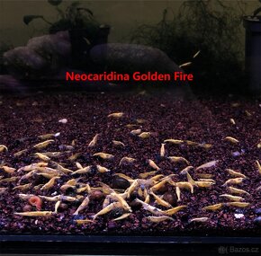 Krevetky Neocaridina, Endlerky - 8
